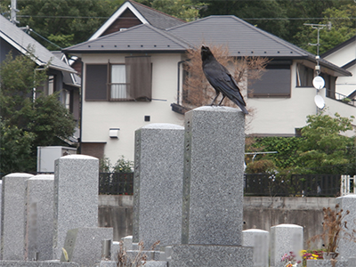 写真：からす