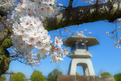 世の中に たえて桜の