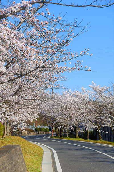 世の中に たえて桜の