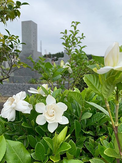 初夏のクチナシ
